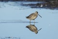 Long billed dowitcher walking in water Royalty Free Stock Photo