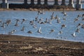 Long billed Gurlews take flight near Bai tong