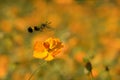 Hummingbird sky moth Royalty Free Stock Photo