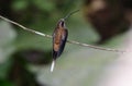 Long-billed Hermit Phaethornis longirostris