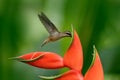 Long-billed Hermit, Phaethornis longirostris, rare hummingbird from Belize. Flying bird with red flower. Action wildlife scene fro
