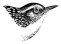 Long billed Marsh Wren vintage illustration