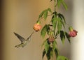 Long-billed Starthroat (Heliomaster longirostris) Royalty Free Stock Photo