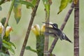 Long-billed Starthroat, Heliomaster longirostris, in flight Royalty Free Stock Photo