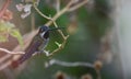 Long-billed Starthroat Heliomaster longirostris Royalty Free Stock Photo