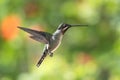 A Long-billed Starthroat hummingbird, Heliomaster longirostris,  with sunlit bokeh background Royalty Free Stock Photo