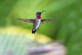 Long-billed Starthroat hummingbird hovering in the air with spread wings facing camera Royalty Free Stock Photo