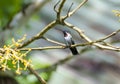 Long-billed Starthroat Royalty Free Stock Photo