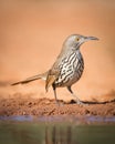 Long-billed thrasher