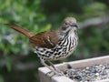 Long-billed Thrasher at a Feeder