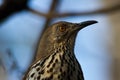Long-billed Thrasher Royalty Free Stock Photo
