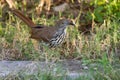Long Billed Thrasher Royalty Free Stock Photo