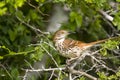 Long-billed Thrasher perched