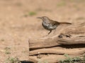 Long-Billed Thrasher Perched on a Log