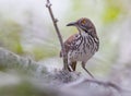 Long billed thrasher perched on a tree