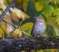 Long-billed thrasher perching on wood Royalty Free Stock Photo