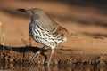 Long-billed Thrasher- Texas