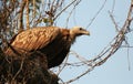 Long billed vulture, Gyps tenuirostris, Kaziranga, National park, Assam, India Royalty Free Stock Photo