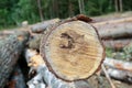 Long birch trunk focus on the end of the trunk sawn closeup background sawmill