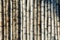 Long birch trunks illuminated by sunlight put in row Royalty Free Stock Photo