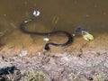 Long black grass snake in the water dirty with swan feather Royalty Free Stock Photo