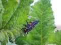 Long black and orange spotted bug on a leaf Royalty Free Stock Photo