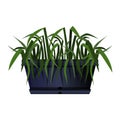 Long black pot of green foliage in realistic style. Flower bed for the window Royalty Free Stock Photo