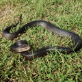 Long black snake in summer Royalty Free Stock Photo