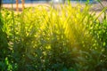 Long blades of green grass backlit by sun Royalty Free Stock Photo