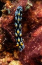 Long blue black yellow nudibranch seaslug Royalty Free Stock Photo