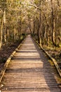 Long Boardwalk Through Swamp Royalty Free Stock Photo