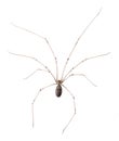 Long Bodied Cellar Spider Isolated Royalty Free Stock Photo