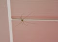 Long bodied cellar spider sitting on the ceiling, a cannibalistic insect that will eat its own kind when food is scares Royalty Free Stock Photo