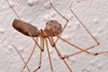 Long-bodied Cellar Spider (Pholcus phalangioides)