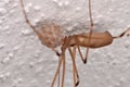 Long-bodied Cellar Spider (Pholcus phalangioides)