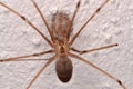 Long-bodied Cellar Spider (Pholcus phalangioides)