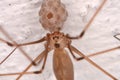 Long-bodied Cellar Spider (Pholcus phalangioides)