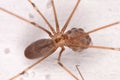 Long-bodied Cellar Spider (Pholcus phalangioides)