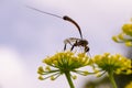 A long-bodied wasp drinks nectar from a yellow flower