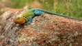 Long Body of Mountain Boomer Lizard Sitting On Lichen Covered Rock