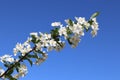 A long branch of a blossoming tree with white flowers against a blue sky Royalty Free Stock Photo