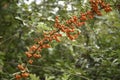 Long branch of scarlet firethorn Pyracantha coccinea with oran