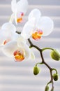 White Orchid flower group. blooming phalaenopsis. tenderness
