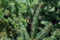 Long branches of a pine tree in the sun