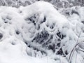 Long branches under the fluffy white snow.