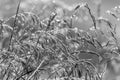 Long branches of wheat foliage glisted with morning dew black and white