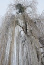 Long branches of a willow tree in winter. Snow-covered tree Royalty Free Stock Photo