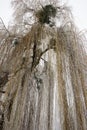 Long branches of a willow tree in winter. Snow-covered tree Royalty Free Stock Photo