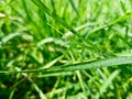 Long bright blades of grass and a drop of morning dew on it. Selective focus, close-up shot
