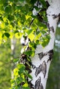 Long brown birch branch with green spring leaves